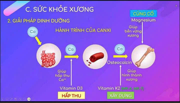 Hành trình chuyển hóa canxi từ ruột vào máu và xương